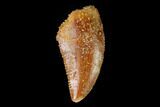 Serrated, Raptor Tooth - Real Dinosaur Tooth #159015-1